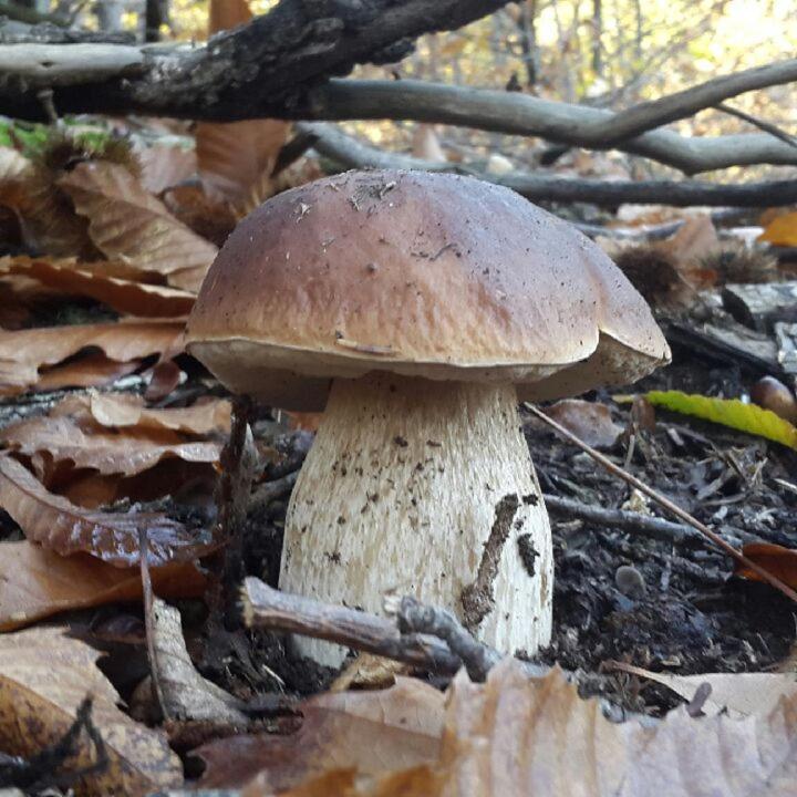 Le Mercou En Cevennes Saint-Martin-de-Boubaux ภายนอก รูปภาพ